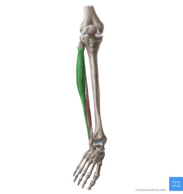 <p>Origin: proximal two-thirds of the lateral surface of the fibula</p><p>Insertion: ventral surface of the first metatarsal and the medial cuneiform</p><p>Action: plantar flexes and everts the foot</p><p>Nerve root: superficial peroneal (L4, L5, S1)</p>
