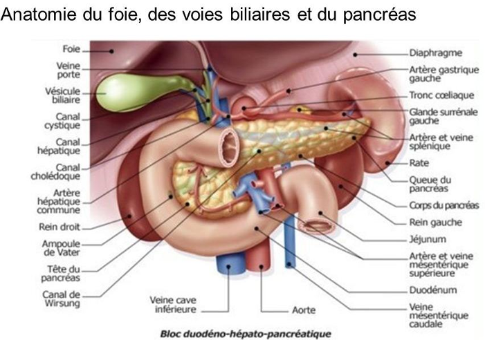 <p><strong>A</strong> : Foie</p><p><strong>B</strong> : Veine porte</p><p><strong>C</strong> : Vésicule biliaire</p><p><strong>D</strong> : Canal cystique</p><p><strong>E</strong> : Canal hépatique</p><p><strong>F</strong> : Canal cholédoque</p><p><strong>G</strong> : Artère hépatique commune</p><p><strong>H</strong> : Rein droit</p><p><strong>I</strong> : Ampoule de Vater</p><p><strong>J</strong> : Tête du pancréas</p><p><strong>K</strong> : Canal de Wirsung</p><p><strong>L</strong> : Veine cave inférieure</p><p><strong>M</strong> : Aorte</p><p><strong>N</strong> : Veine mésentérique caudale</p><p><strong>O</strong> : Duodénum</p><p><strong>P</strong> : Artère et veine mésentérique supérieure</p><p><strong>Q</strong> : Jéjunum</p><p><strong>R</strong> : Rein gauche</p><p><strong>S</strong> : Corps du pancréas</p><p><strong>T</strong> : Queue du pancréas</p><p><strong>U</strong> : Rate</p><p><strong>V</strong> : Artère et veine splénique</p><p><strong>W</strong> : Glande surrénale gauche</p><p><strong>X</strong> : Tronc cœliaque</p><p><strong>Y</strong> : Artère gastrique gauche</p><p><strong>Z</strong> : Diaphragme</p>