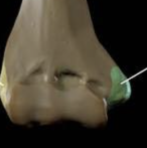 <p>Muscle attachment. <strong>(Humerus)</strong></p>