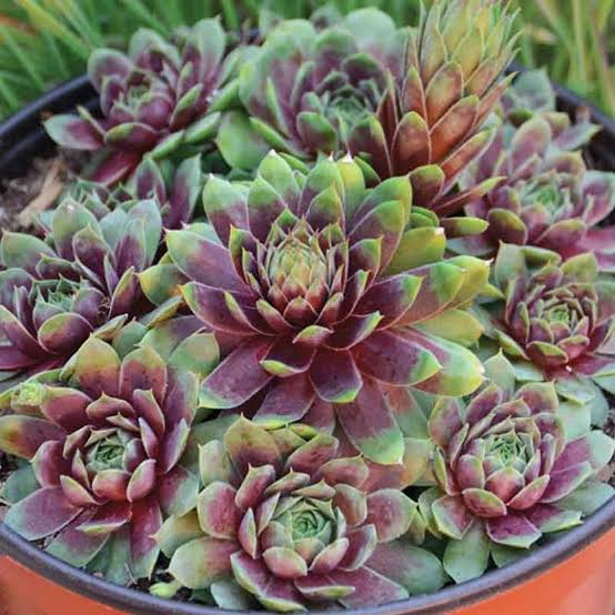 <p>hen and chicks</p>