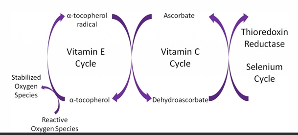 <p>Free radical= molecules with one or more unpaired electron</p><p>Reactive oxygen species (ROS)= subset of free radicals</p><p>When exercising we release free radicals</p><p>Balance between production of ROS and clearance is key</p><p>Antioxidant systems rely on vitamins to neutralize ROS</p>