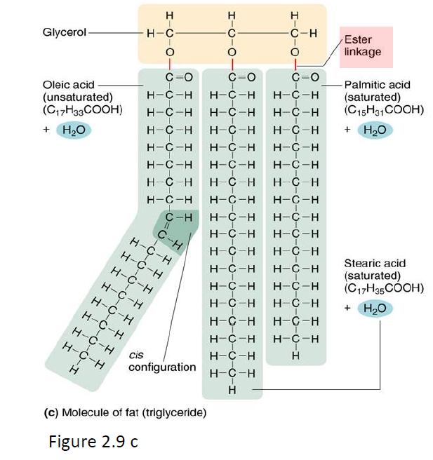 <p>Ester bond… Analogous to:</p><ul><li><p><strong>Glycosidic bond</strong> = links monosaccharides → carbohydrates</p></li><li><p><strong>Peptide bond</strong> = links amino acids → proteins</p></li><li><p><strong>Ester bond</strong> = links glycerol + fatty acids → lipids (triglycerides)</p></li></ul><p></p><p>All three made from dehydration synthesis → all three are covalent bonds.</p>