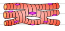<p>Cardiac muscle tissue</p>