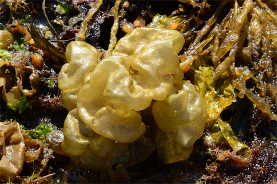 <p>Sea Potato</p>