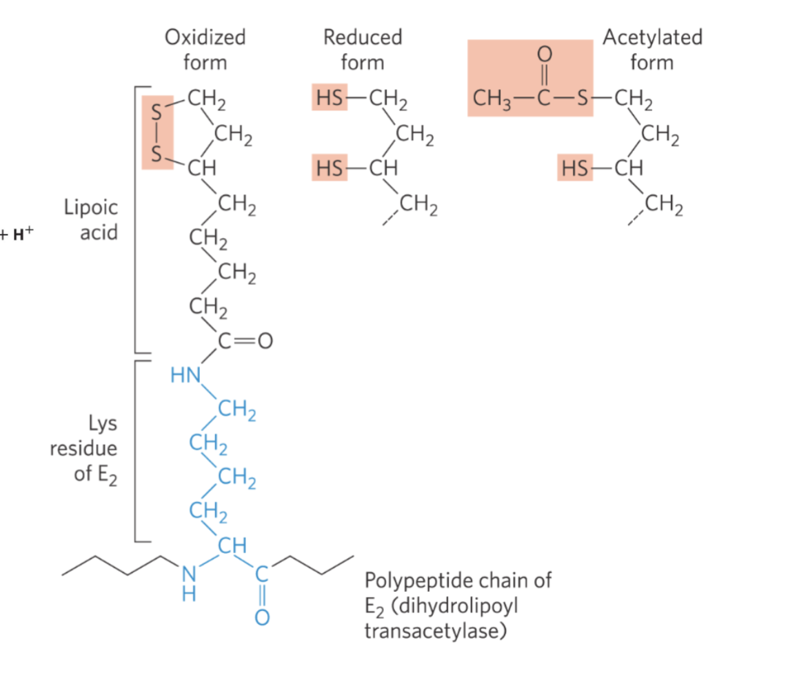 <p>Step 3: Formation of acetyl-CoA, and</p><p>reduction of lipoyllysine.</p>