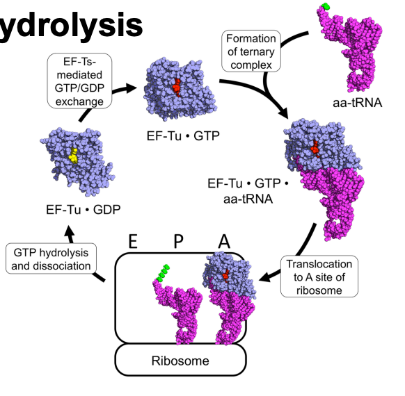 <ul><li><p>GTP binds non covalently to translation factors</p></li><li><p>upon GTP hydrolysis (GDP + Pi), the translation factor undergoes a conformational change</p></li><li><p>each GTP-binding TF has a slow intrinsic GTPase activity</p><ul><li><p>GTP hydrolysis is stimulated by a GAP (GTPase-activating protein)</p></li></ul></li></ul><p></p>