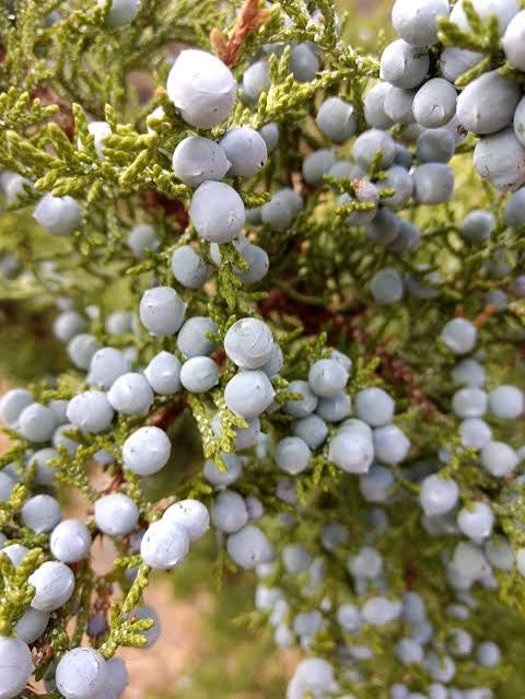 <p><strong><em><mark>Juniperus occidentalis</mark></em></strong></p>