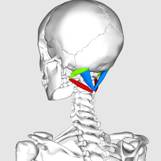 <p>Where is the suboccipital triangle?</p>