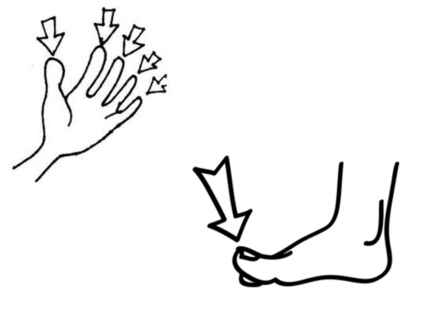 <p>nomen:</p><p>A small appendage on the hand and foot</p><p>(finger, toe)</p>