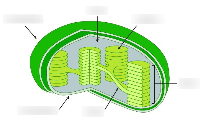 <p>label a chloroplast</p>