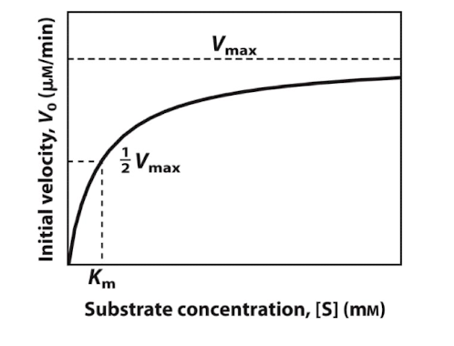 <p>What is the michealist menten equation and what does it describe </p>