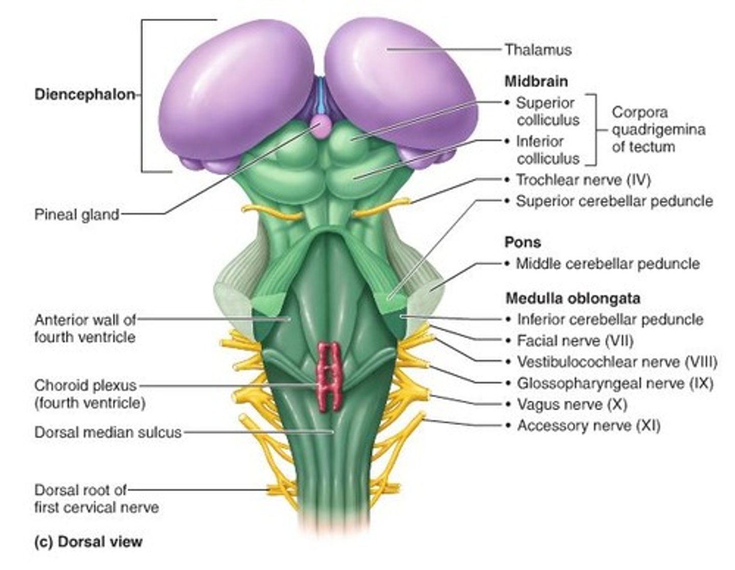 <p>Auditory reflexes</p>
