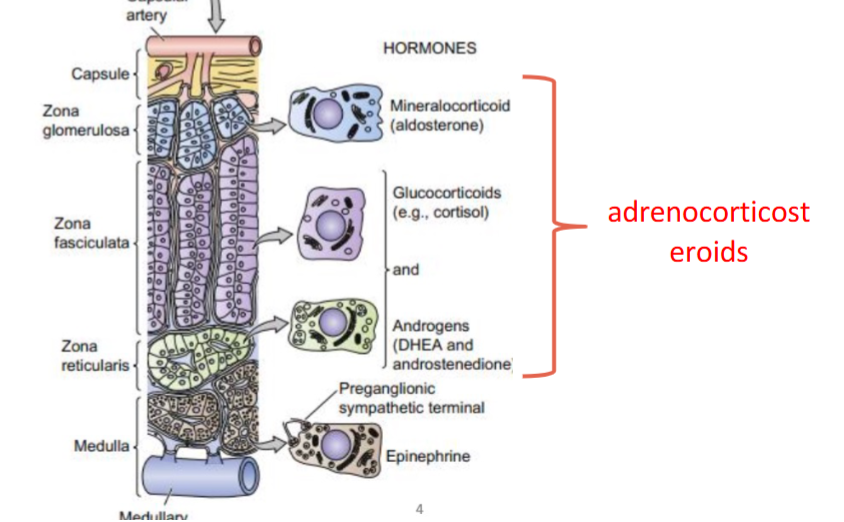 <p>glucocorticoids and androgens release</p>