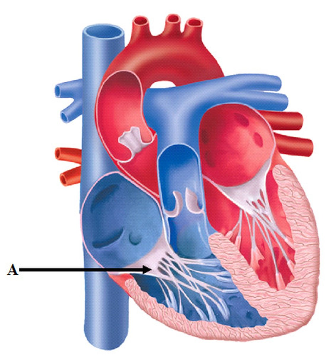 <p>tricuspid valve</p>