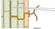 <p>fungus grows along the root length</p>
