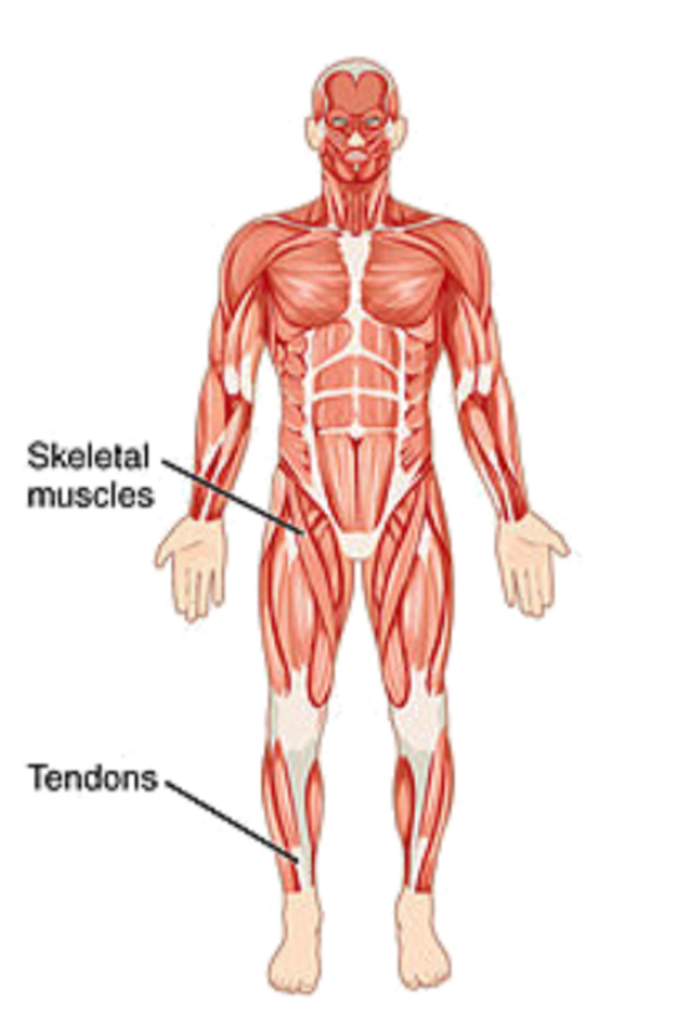 <p>muscular system </p>
