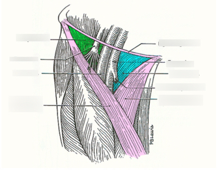 <p>What are the three boundries that make up the femoral triangle?</p>
