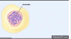 <p>Chromatin is <strong>DNA </strong>&amp; <strong>protein </strong>that helps <strong>pack DNA </strong>into <strong>chromosomes</strong></p>