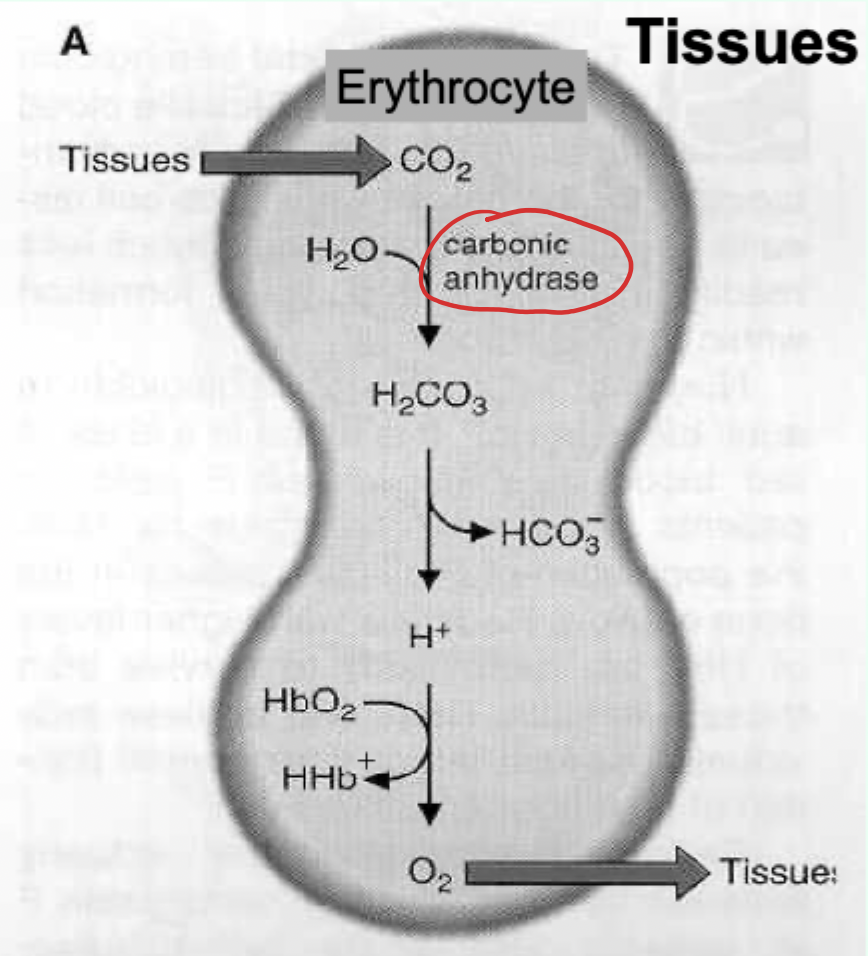 <p>Key reaction (Bohr effect): CO2 hydration/dissociation.</p>