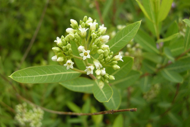 <p>Plant with untoothed, opposite leaves, white sap, and smooth, very narrow fruit.</p>
