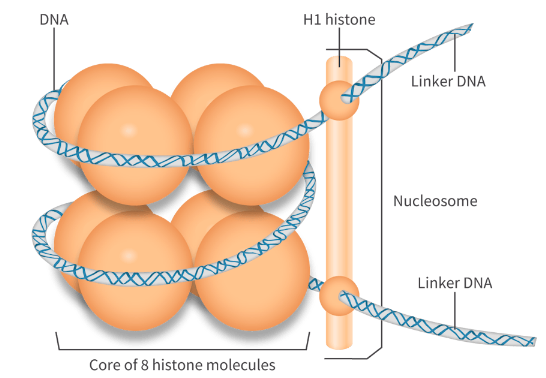 <ul><li><p>as nucleosomes:</p><ul><li><p>has DNA (Around 150 base pairs) wrapped around a core of 8 histones + H1 special histone (maintains shape) <strong>TWICE</strong></p></li><li><p>nucleosomes are linked together, with DNA strand from one nucleosome going into the next nucleosome (this section is called DNA linker)</p></li></ul></li></ul><p></p>