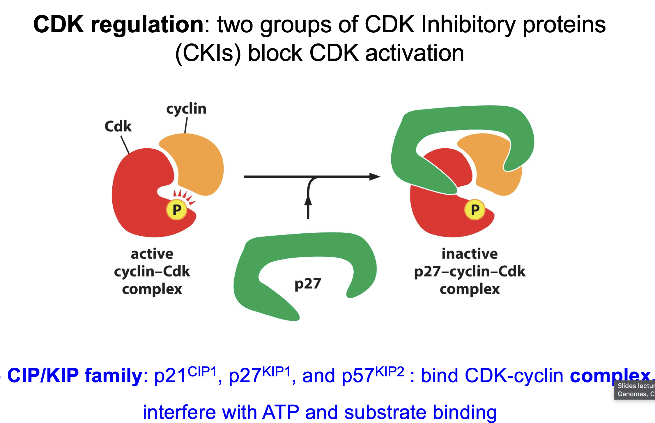 <p>Binds to full complex inhibits by preventing substrate from binding</p><p></p>