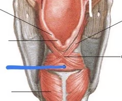 <p><span>INTRINSIC ADDUCTOR<br><br>origin: lateral-posterior margin of one arytenoid<br><br>insertion: lateral-posterior margin of opposite arytenoid<br><br>innervation: CN X, inferior branch of RLN (recurrent laryngeal nerve)<br><br>function: contraction causes arytenoids to slide along long axis toward midline; medial compresses vocal fold; pulls arytenoids closer</span></p>
