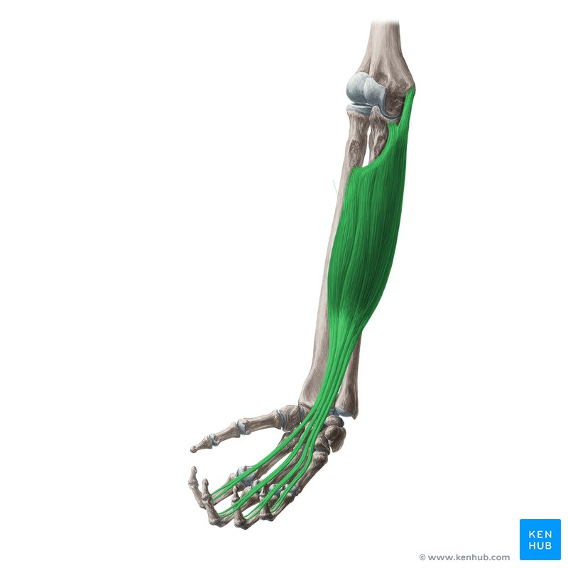 <p>What Muscle?</p>