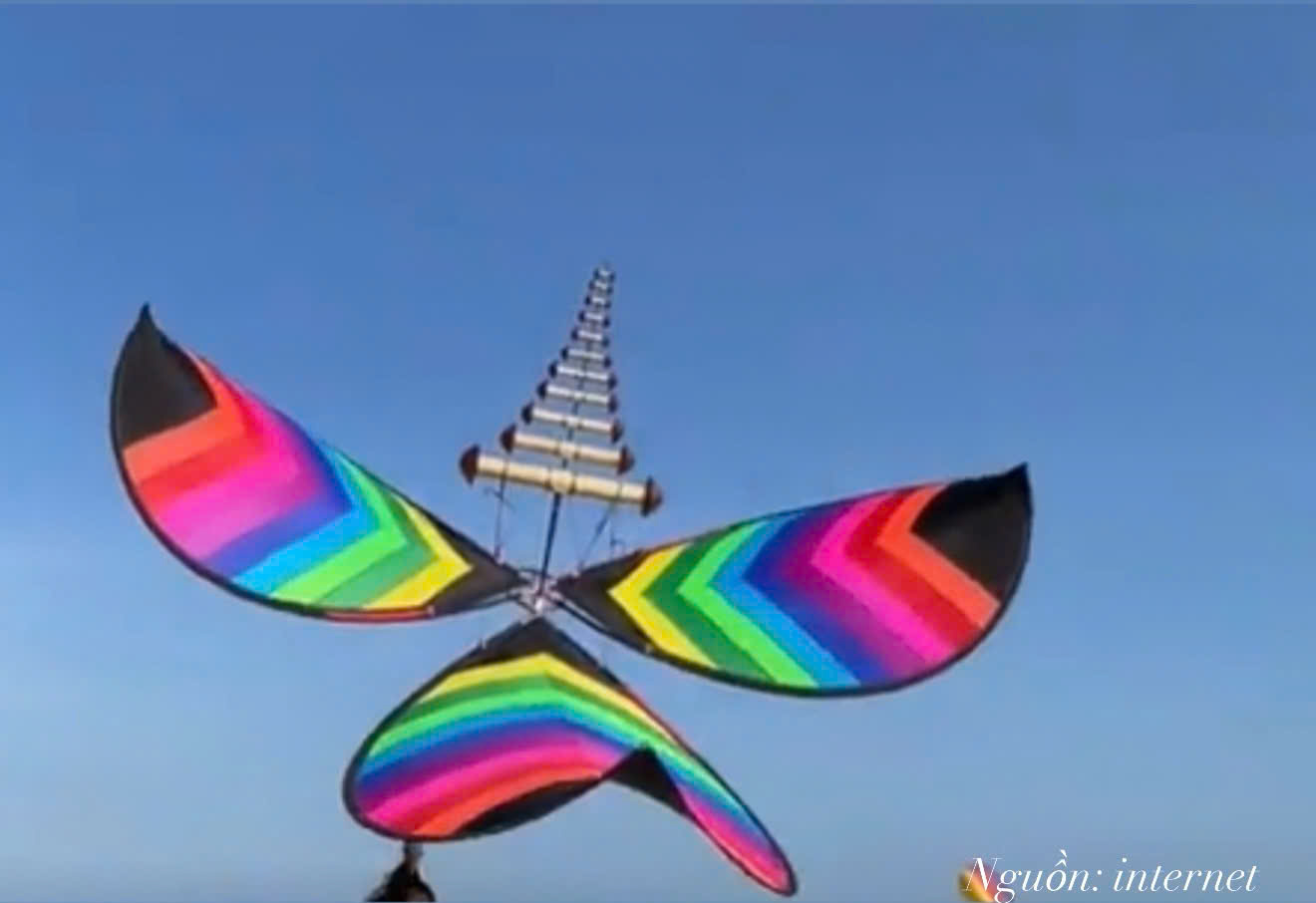 <p>loại diều sáo có cánh bo tròn giống như cánh chim cốc</p>