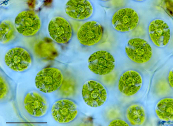 <p>Identify</p>
