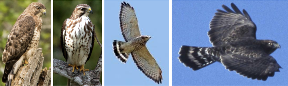 <ul><li><p><span style="background-color: transparent;"><strong>Habitat:</strong> large deciduous or mixed forests, nest near forest openings and bodies of water, stay away from human disturbed areas, winter in forests and forest edges</span><span>&nbsp;</span></p></li><li><p><span style="background-color: transparent;"><strong>Diet:</strong> mostly small mammals, amphibians, and insects, often frogs, toads, and small rodents, broad diet includes other amphibians, reptiles, mammals, birds, inverts</span></p></li><li><p><span style="background-color: transparent;"><strong>Characteristics:</strong> Small, compact, chunky body, large head, brown back and head, brown mottling on buffy chest, shorter blunter wings and tail, </span><span>broad wings come to distinct point</span><span style="background-color: transparent;">, short square tail with black and white bands</span></p></li></ul><p></p>