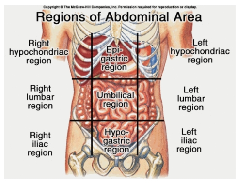 <ul><li><p>Right hypochondriac</p></li><li><p>Epigastric</p></li><li><p>Left hypochondriac</p></li><li><p>Right lumbar</p></li><li><p>Umbilical</p></li><li><p>Left lumbar</p></li><li><p>Right iliac</p></li><li><p>Hypogastric</p></li><li><p>Left iliac</p></li></ul><p></p>