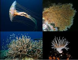 <p>cnidaria</p>