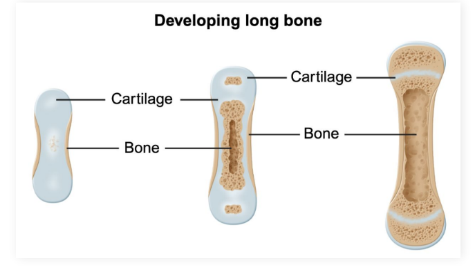 <ul><li><p><strong>Cartilage</strong>: Fibrous connective tissue that does not possess <strong>blood vasculature </strong>or <strong>nerve innervation</strong></p></li></ul><ul><li><p>In comparison, bone is <strong>highly vascularized </strong>and <strong>innervated</strong></p></li></ul><p></p>