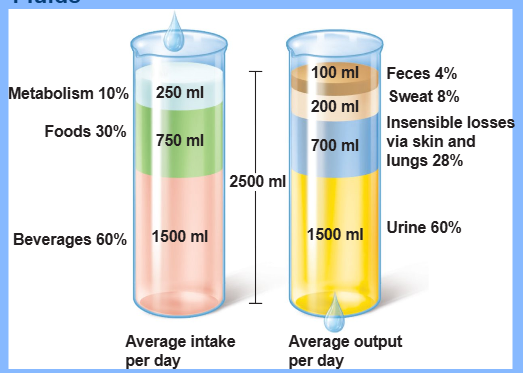 <p>urine, insensible water loss (skin and lungs), perspiration, feces</p>