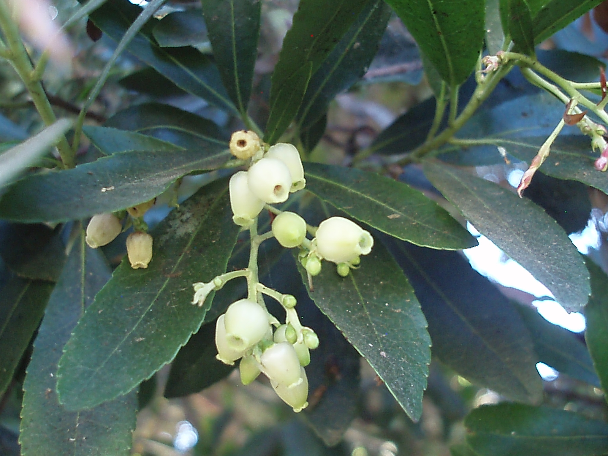 <p>Arbutus unedo - Strawberry Tree</p>