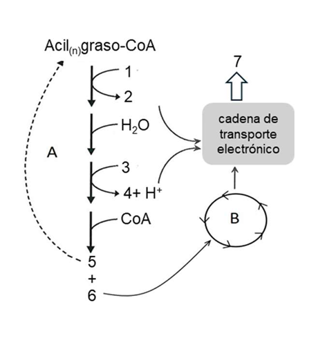 <p>¿Qué moléculas representan los números 1, 2, 3, 4, 5, 6 y 7?</p>