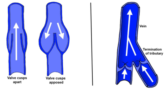 <ul><li><p>Made of folds of the endothelium lining of the veins</p></li><li><p>Usually a pair of cups</p></li><li><p>Often located distal to the entry of the major tributary</p></li></ul><p></p>