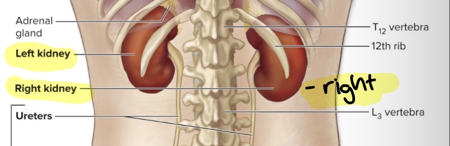 <p>Left: between T12 and L3 vertebrae</p><p>Right: 2cm inferior to left kidney, between T12 and L3</p>