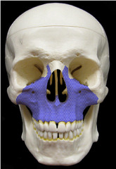 <p>the two fused bones forming the upper jaw</p>