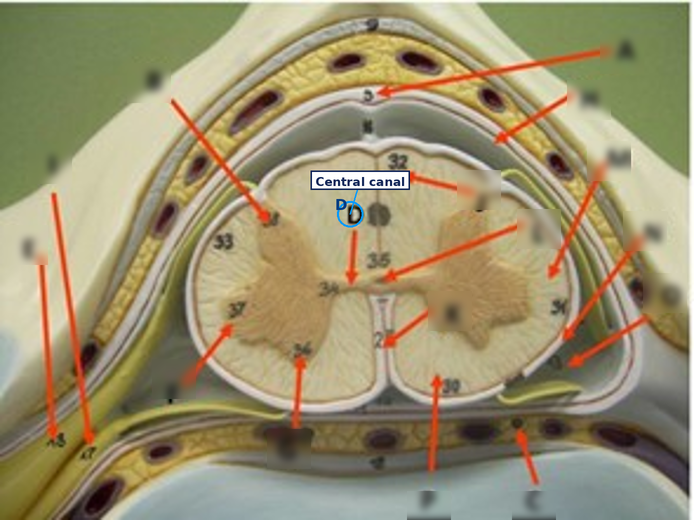 <p>Central canal (the narrow longitudinal channel in the center containing CSF)</p>