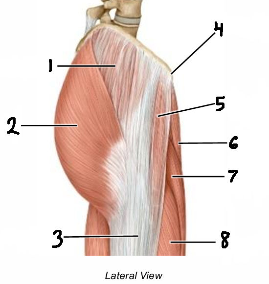<p>5</p>