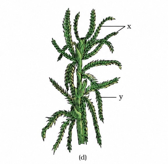 <p>Sphagnum (mosses)</p>
