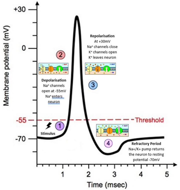 <p>To start: Neuron is at resting potential -70 mV</p><ol><li><p>Neuron stimulated, Na+ receptor channels open, Na<sup>+ </sup>rushes in</p></li><li><p>Depolarisation - At threshold potential (-55 mV) voltage gated Na<sup>+</sup> channels open, Na<sup>+</sup> enters neuron</p></li><li><p>Repolarisation - At +30 mV, Na<sup>+ </sup>channels close, K<sup>+ </sup>channels open, K<sup>+ </sup>diffuses out of neuron</p></li><li><p>Refractory period - Na<sup>+</sup>/K<sup>+</sup> pump returns neuron to resting potential</p></li></ol><p></p>