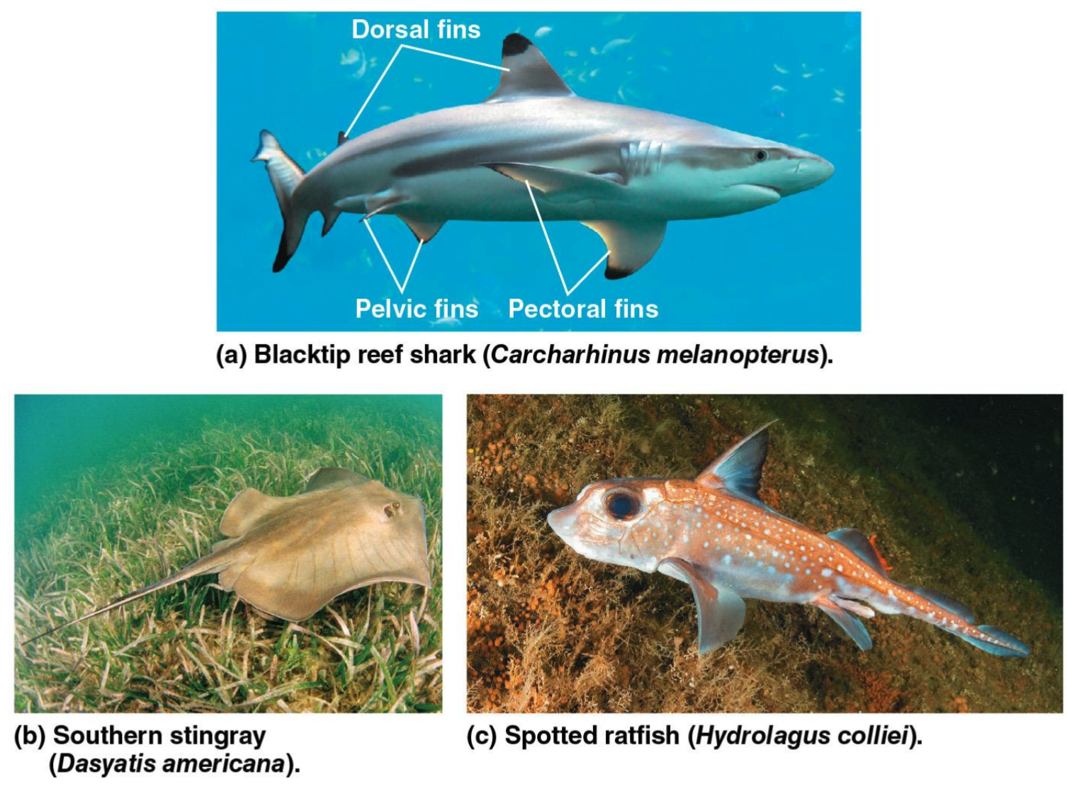 <p>Chondrichthyans</p>