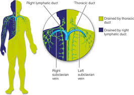 <p>Regions of the body that the Thoracic duct drains</p>