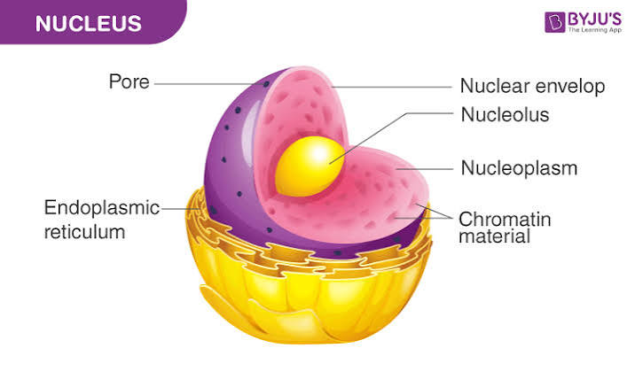 <p>Site of the dna replication and mRNA synthesis</p><ul><li><p>chromosomes in nucleus!</p></li><li><p>Pores to let in/out molecules</p></li></ul><p></p><p>Includes:</p><ul><li><p>nuclear envelope</p></li><li><p>Nucleolus</p></li><li><p>Ribosomes</p></li></ul><p></p>