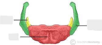 <p>What are the features of the hyoid bone?</p>