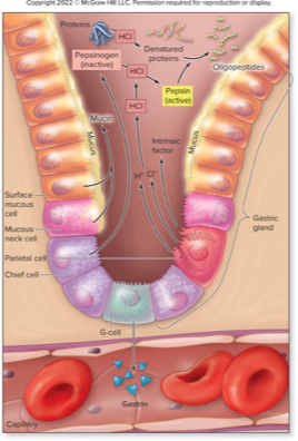 <ul><li><p><strong>Regions: </strong>Cardia, fundus, body pylorus (controls chyme entry to small intestine)</p></li><li><p><strong>Gastric Secretions:</strong></p><ul><li><p><strong>Mucous Cells: </strong>Produce mucus for protection</p></li><li><p><strong>Parietal Cells: </strong>Secrete intrinsic factor (B12 absorption) & HCL</p></li><li><p><strong>Chief Cells: </strong>Secrete pepsinogen (activated to pepsin for protein digestion)</p></li><li><p><strong>G Cells: </strong>Release gastrin, stimulating stomach motility & secretion)</p></li></ul></li></ul><p></p>