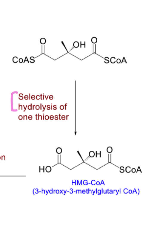 <ul><li><p>thioesters are readily hydrolysed at room temp</p></li></ul><p></p>